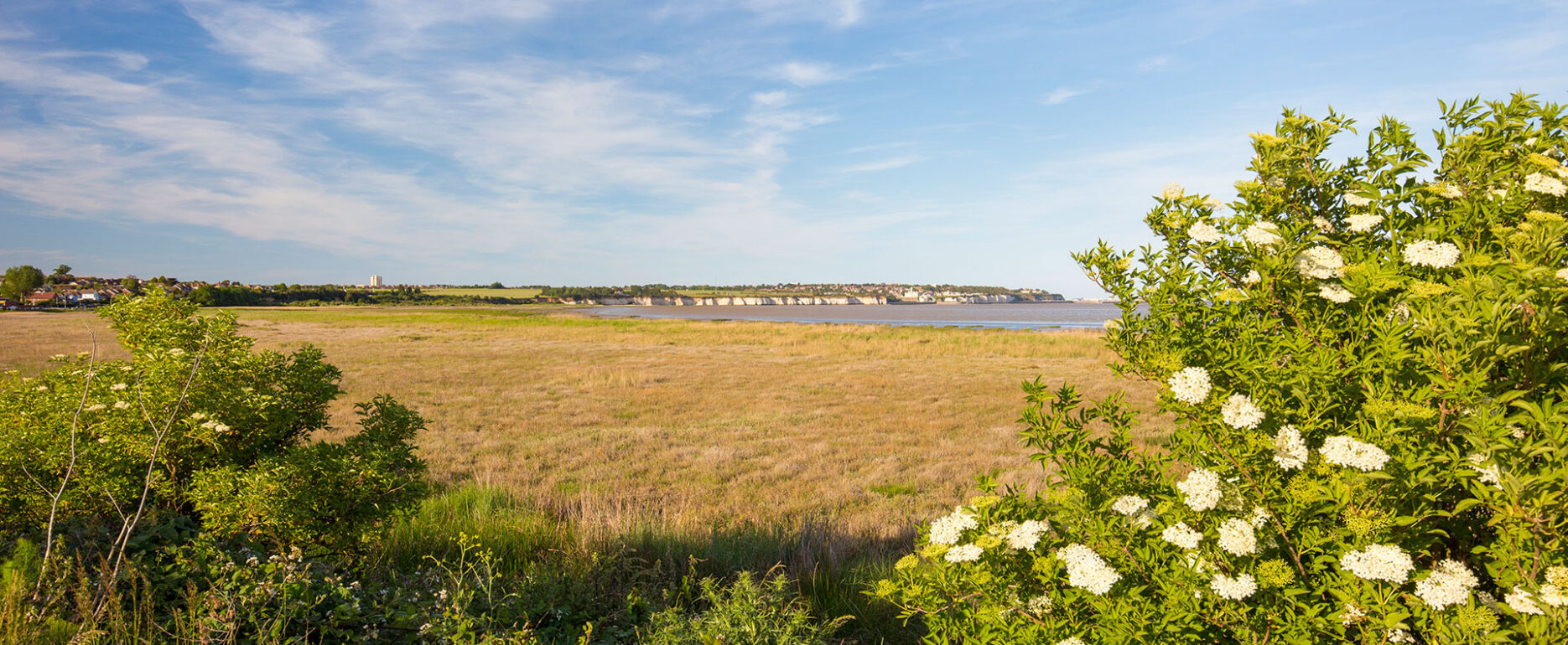 A wide scenic view of Pegwell Bay featuring a vast green and golden marshland in the foreground, white chalk cliffs in the distance, and vibrant flowering bushes framing the right side under a bright blue sky.