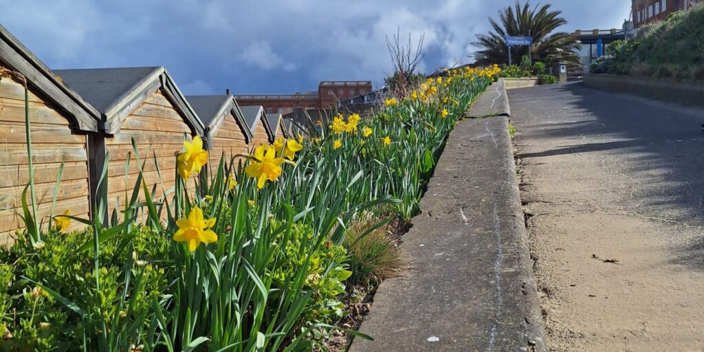 Row of daffodils at side of beach footpath behind beach huts