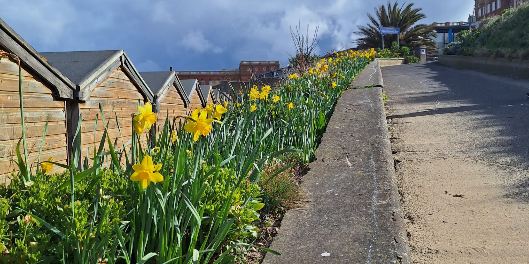 Row of daffodils at side of beach footpath behind beach huts