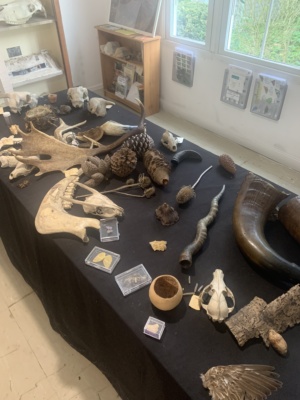 Bone-display-at-Monkton-Nature-Reserve-P.-Credit-@VisitThanet