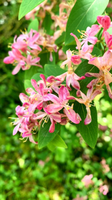Flower-at-Monkton-Nature-Reserve-P.-Credit-@VisitThanet