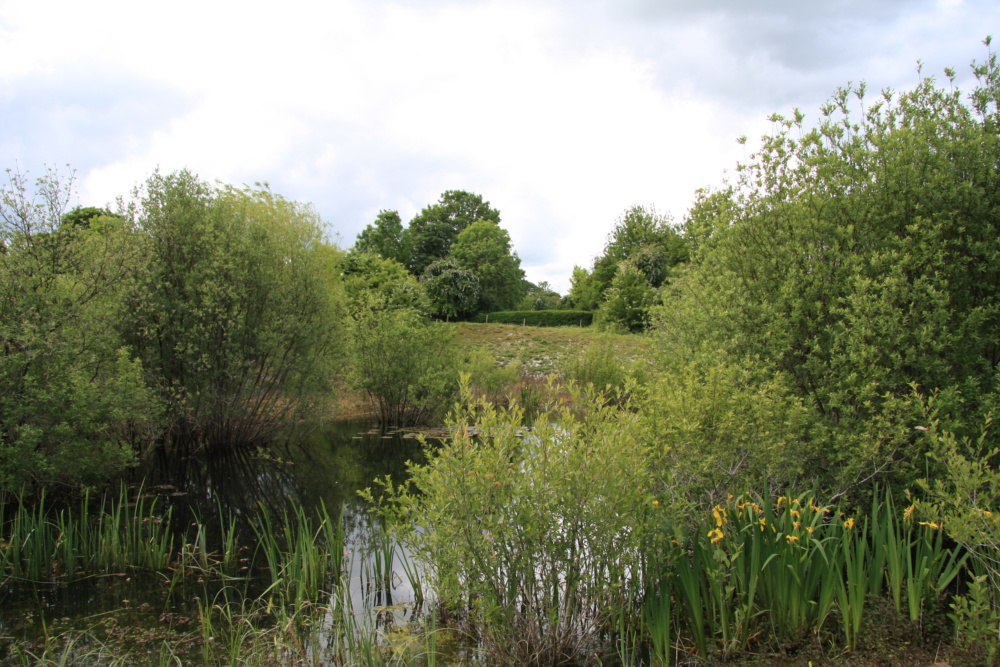 Monkton-Nature-Reserve-pond.-Credit-@VisitThanet