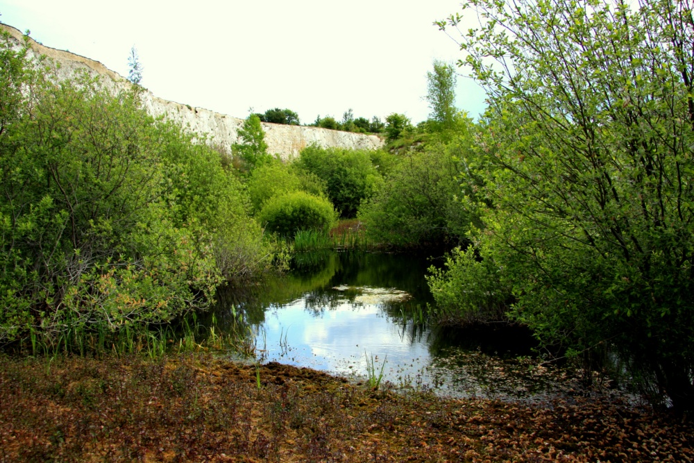 Monkton-Nature-Reserve-pond.-Credit-@VisitThanet1